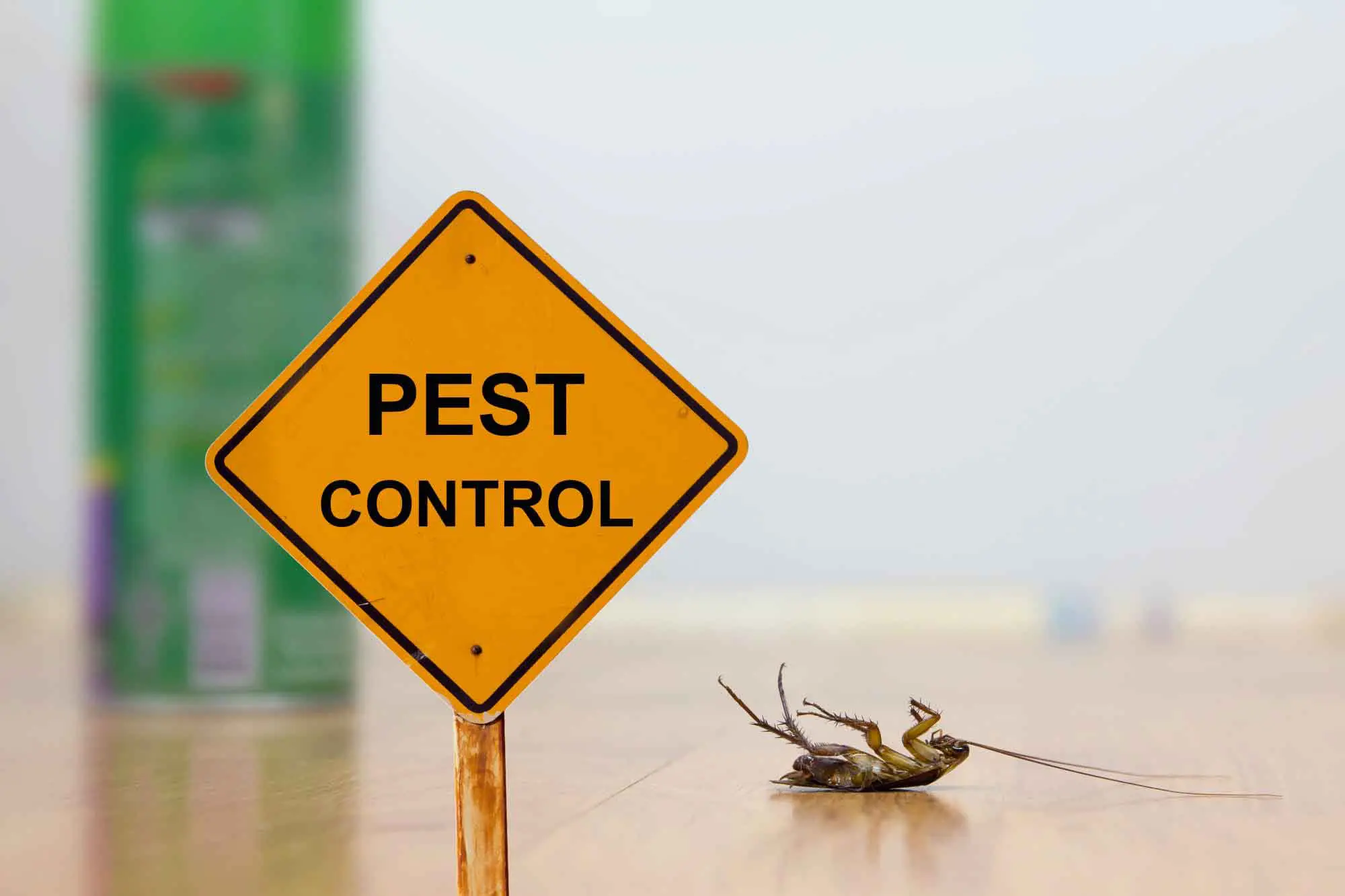 5 Questions to Ask Before Hiring for Pest Control Sydney