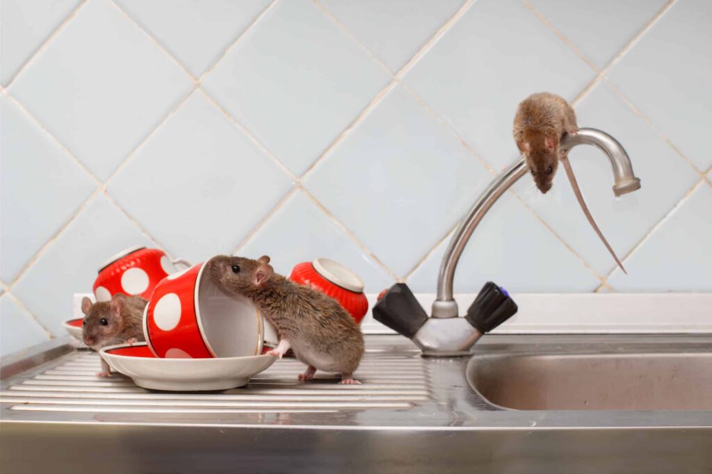 What Is Rodent Control Sydney? A Quick Answer for Homeowners Renovating a Bathroom

