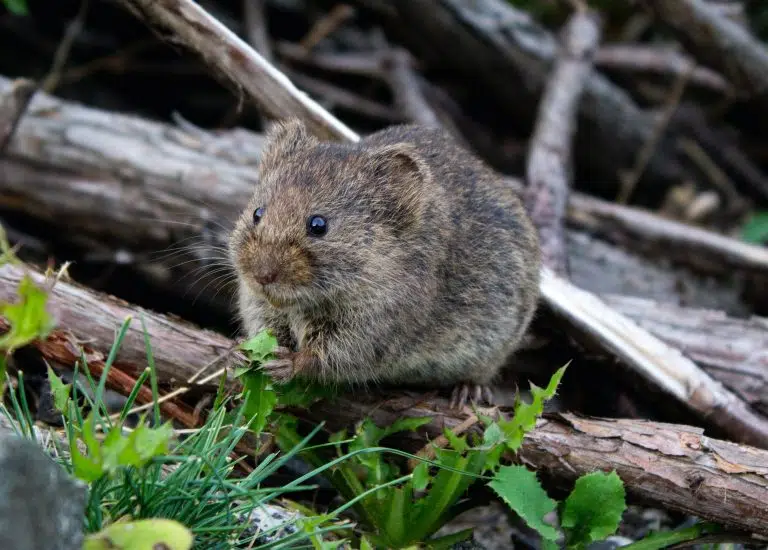 Does Rat Removal Sydney Require More Than One Visit?